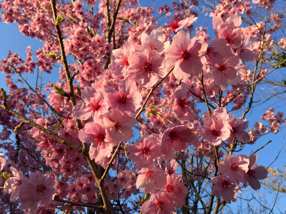 Spring flowers spring in japan scarlet cold cherry
