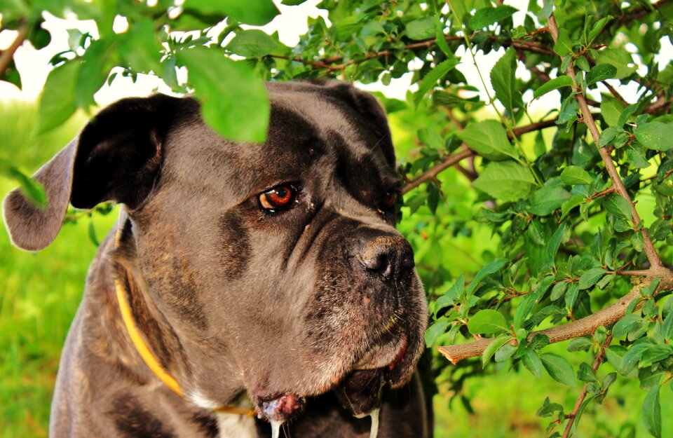 Dog summer dog eyes