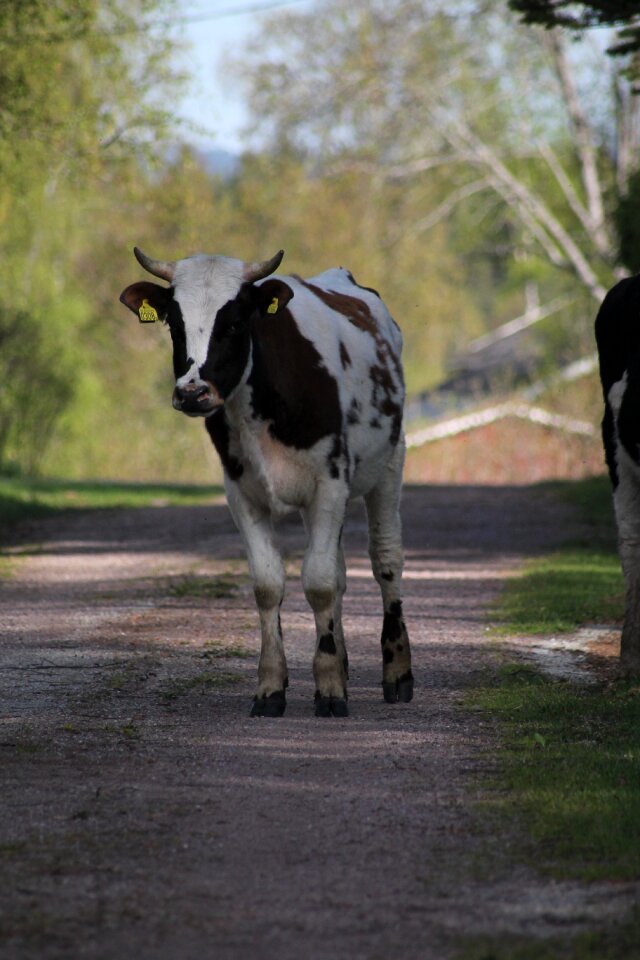 Bull gray cow