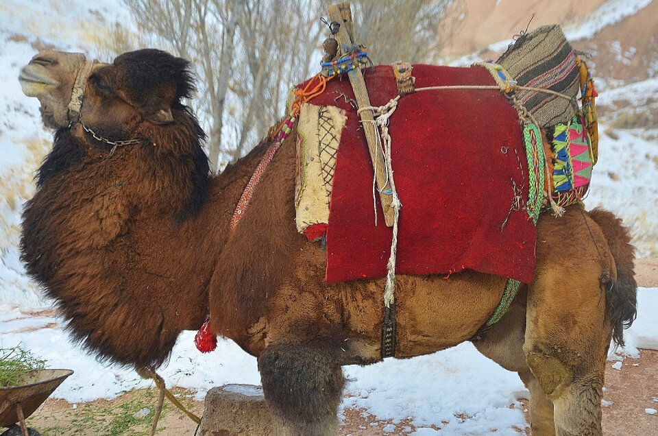 Travel safari tourism