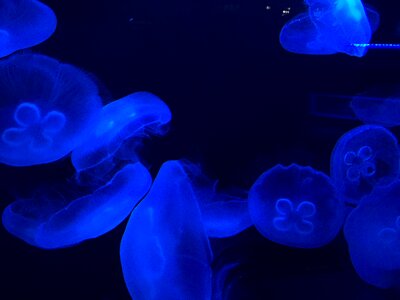Jellyfish haha Free photos photo