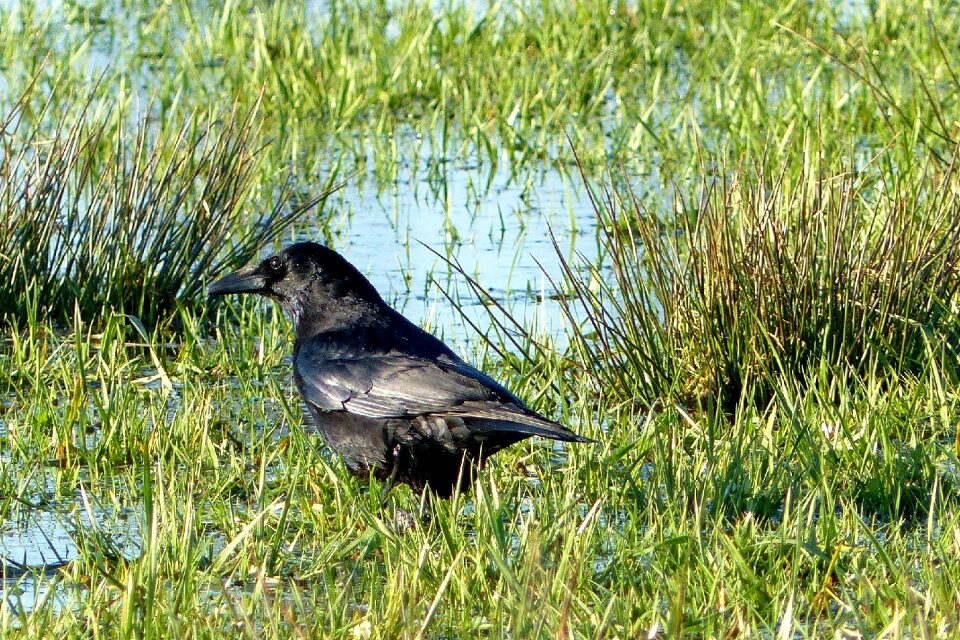 Raven bird black meadow area