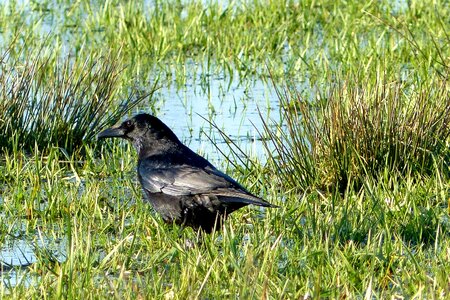 Raven bird black meadow area