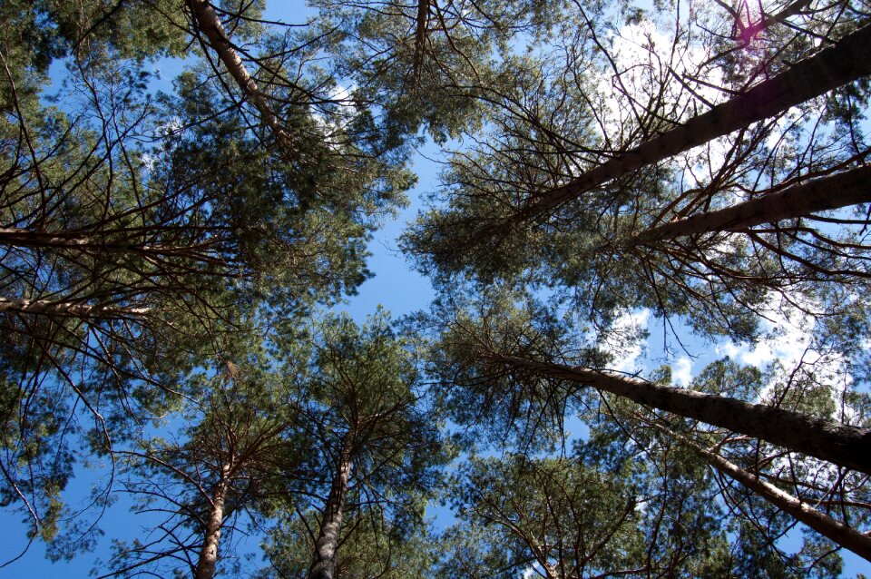 Bottom view pine trees against the blue sky russia