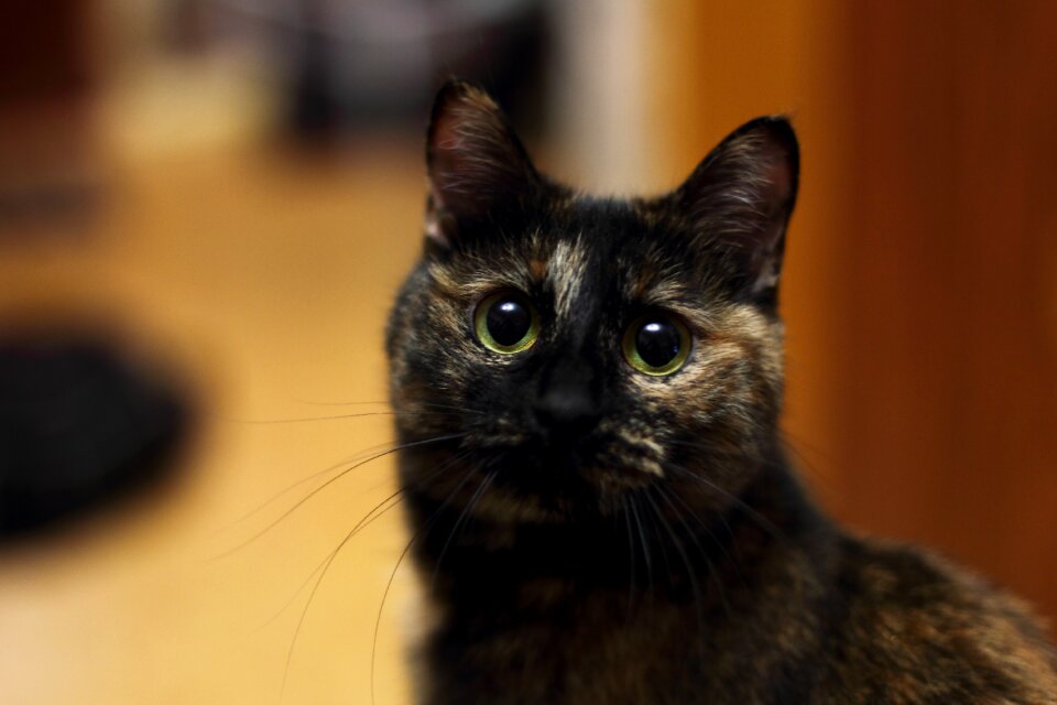 Cat bobtail Free photos
