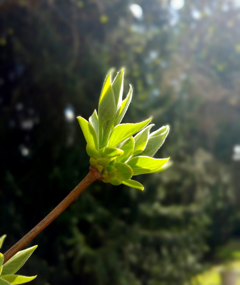 Close up spring green