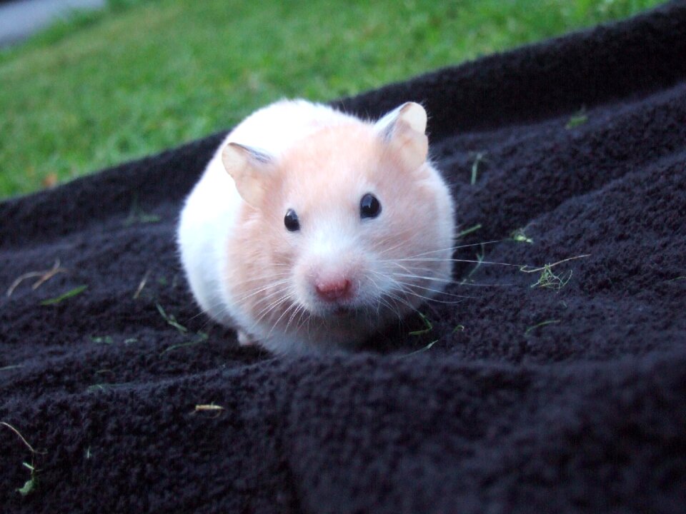 Towel fluffy pet photo