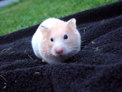 Towel fluffy pet