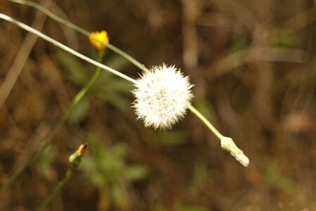 Yellow garden pollen