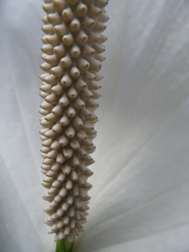 Spadix spathiphyllum vaginal sheet