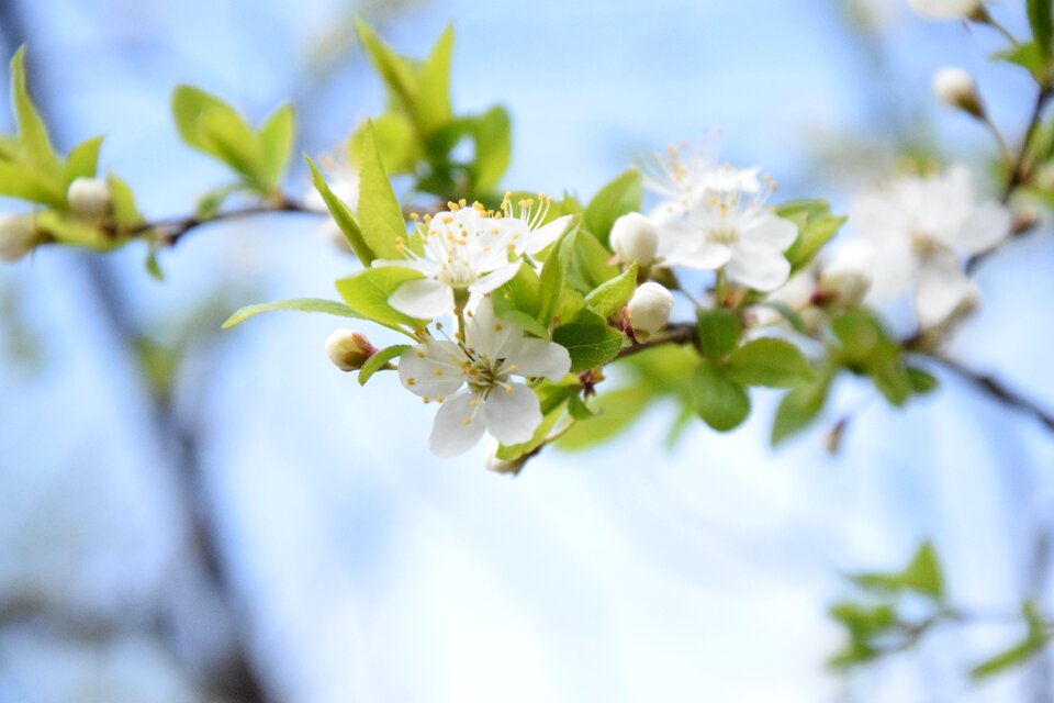 Sprig of flowers white flower spring