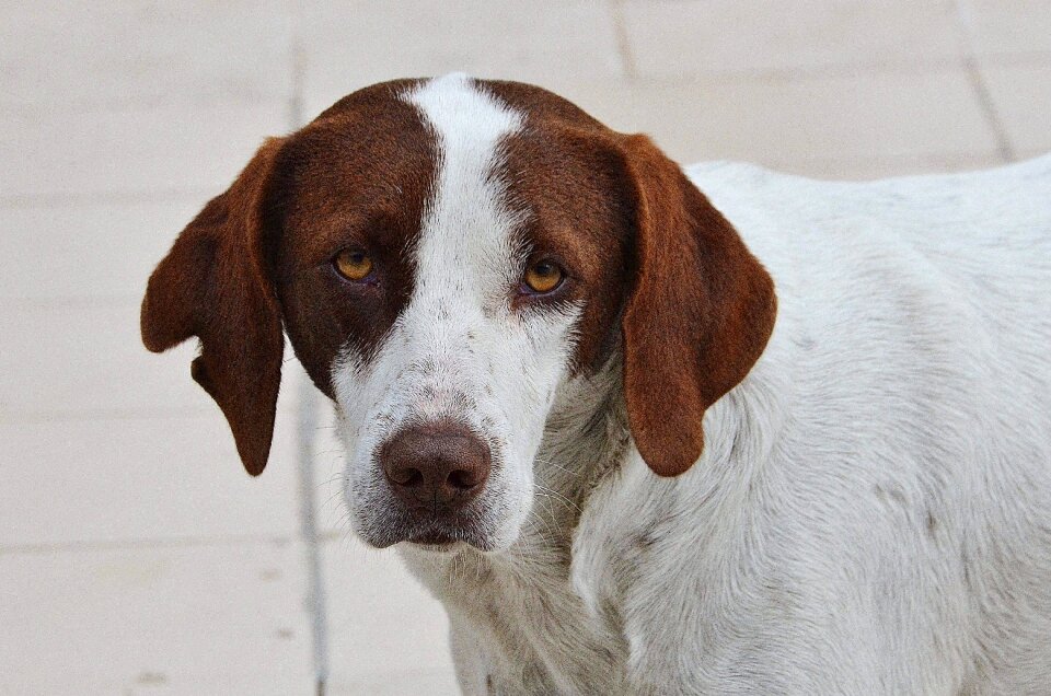 Portrait white doggy