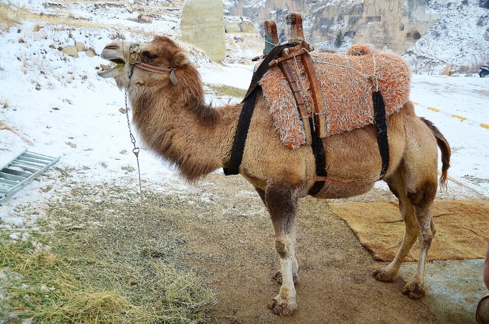 Travel safari tourism