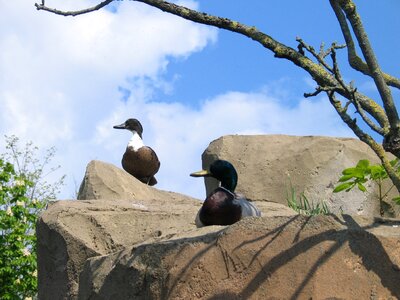 Water bird animal animal world