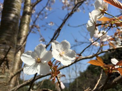Cherry blossoms spring flowers prunus jamasakura