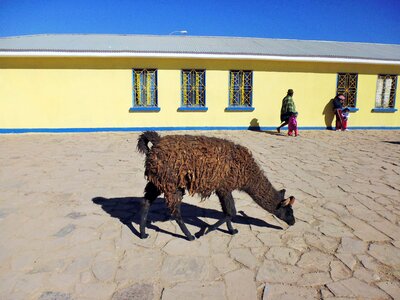 Animal city desert