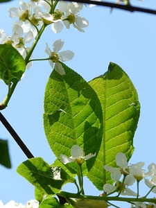 Leaves green black cherry