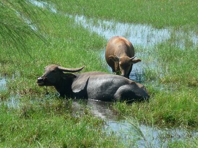 Asia nature green cow