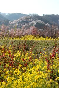 Rape blossoms abe koichiro watari