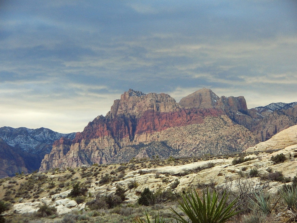 Desert mountain cactus
