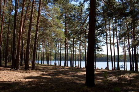 Blue lake in the pine forest sosnovyi bor russia