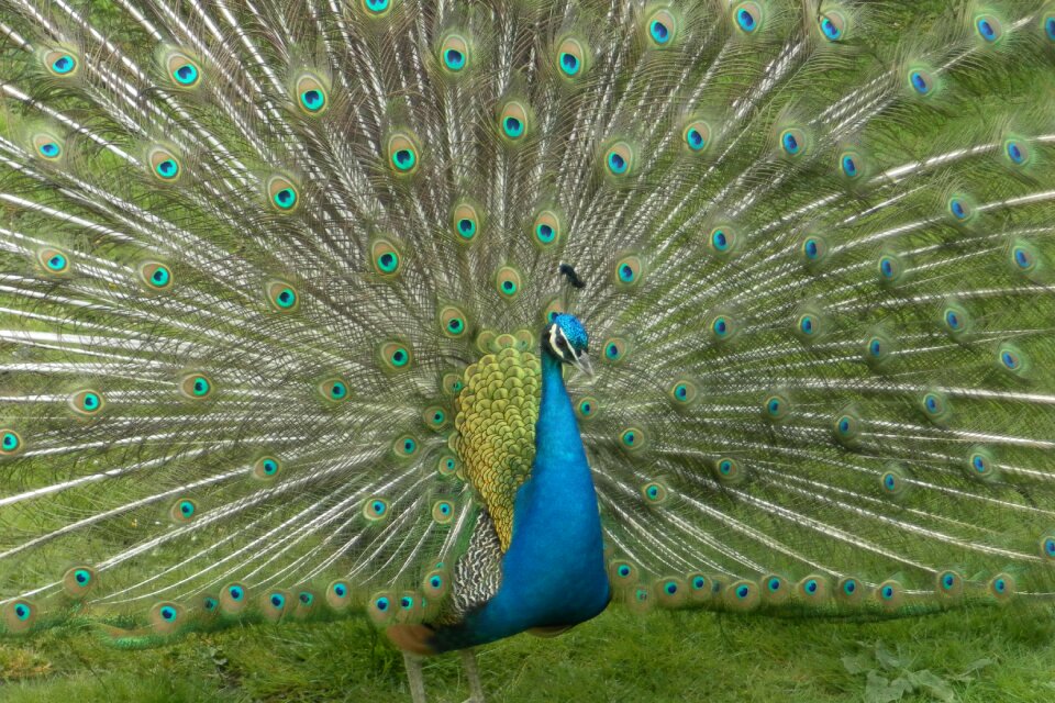 Open animal