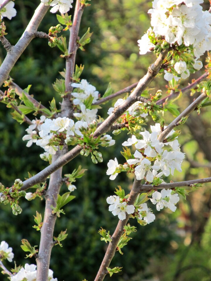 Spring plant branch photo