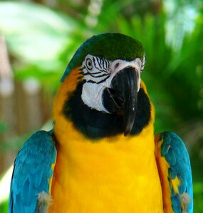 Bird tropical blue photo