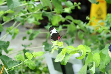 Wildlife garden