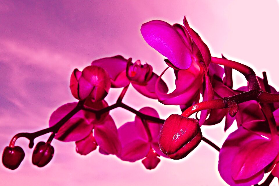 Flower room the petals blooming