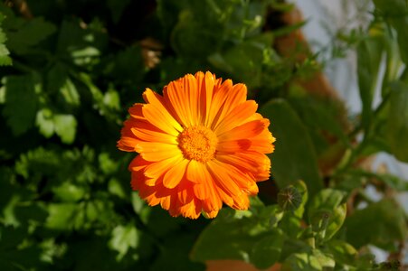 Summer orange flowers filigree