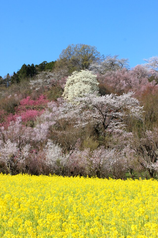 Cherry blossoms abe koichiro watari