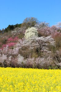 Cherry blossoms abe koichiro watari