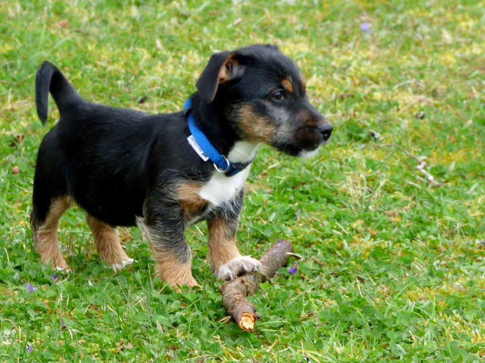Jack russell garden stick