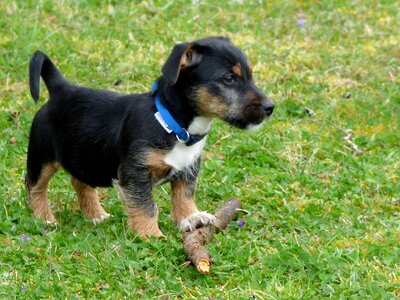 Jack russell garden stick