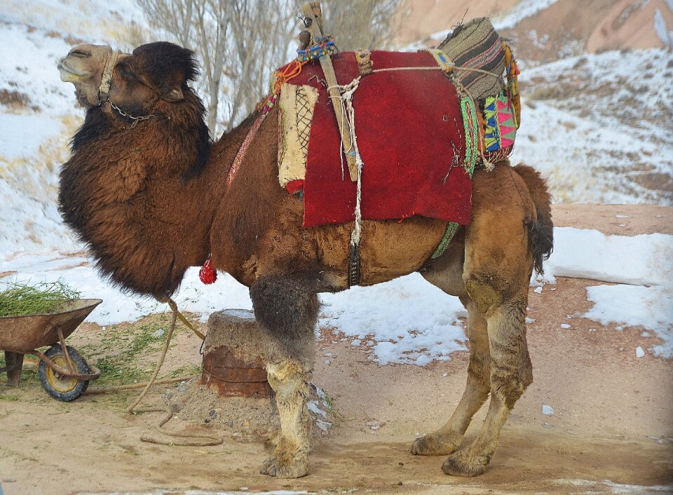 Travel safari tourism
