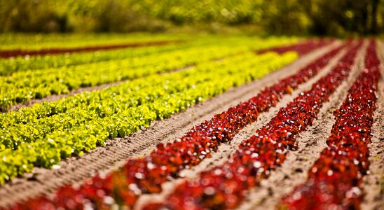Salad leaf lettuce agriculture
