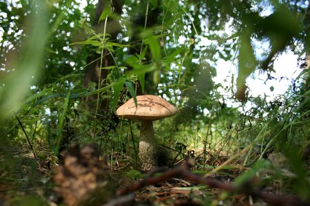 Forest mycelium rough boletus