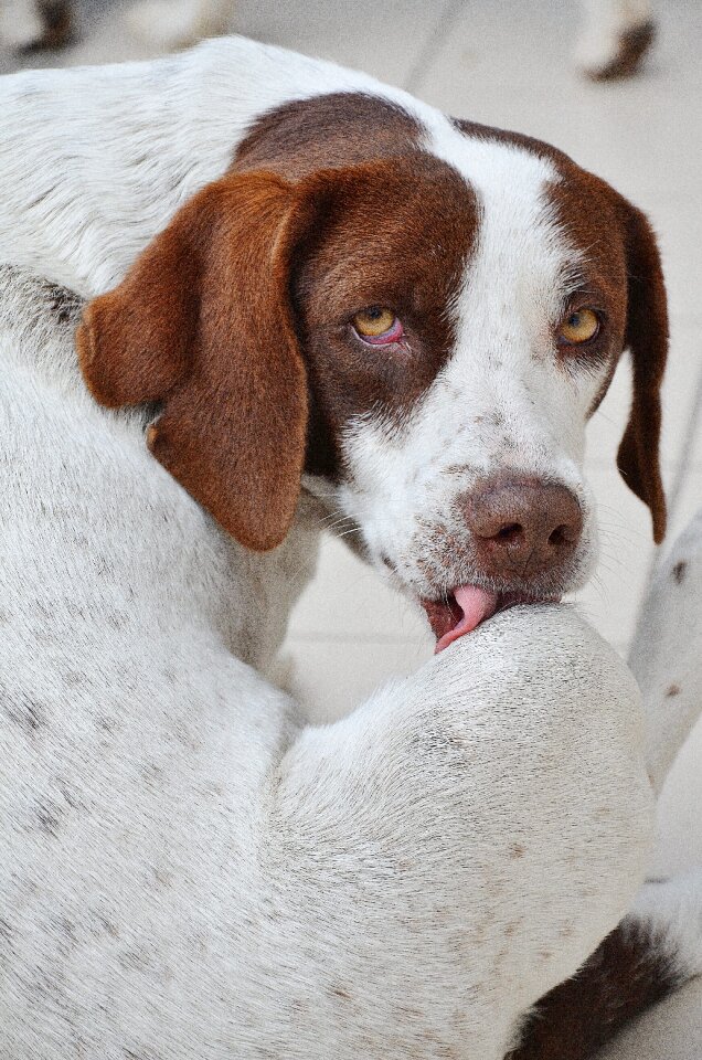 Portrait white doggy