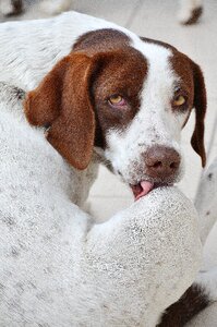 Portrait white doggy