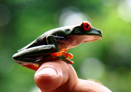 Nature rainforest costa rica