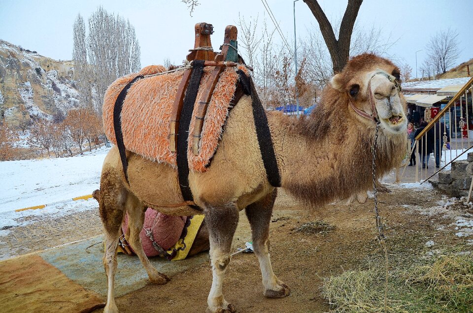 Travel safari tourism