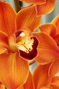 Close-up delicate exotic