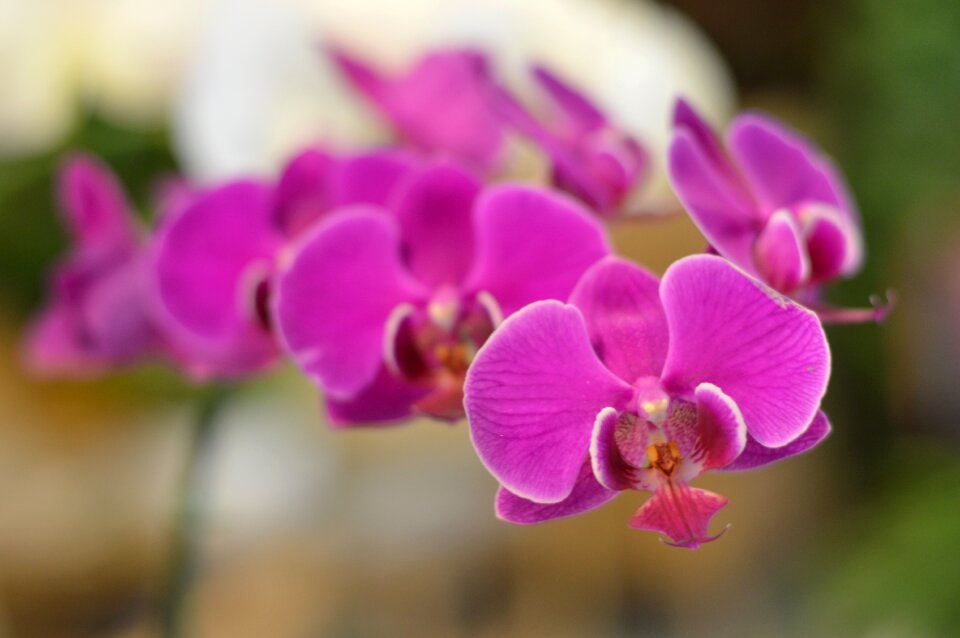 Exotic plant flowers garden