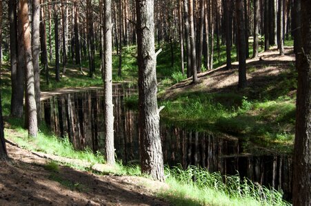 Western siberia blue lake in the pine forest russia