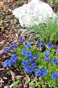Flowers garden gentian
