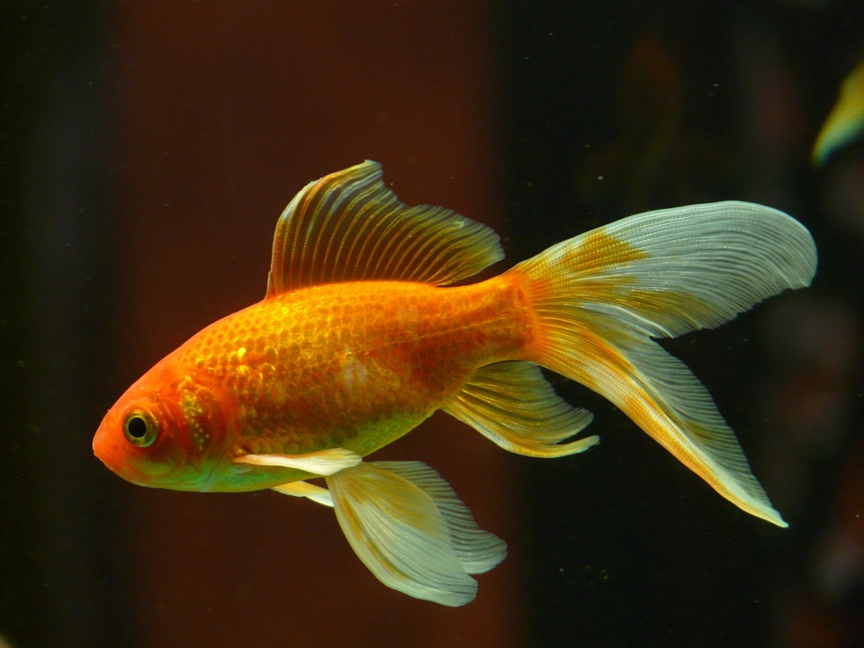 Swim aquarium freshwater fish
