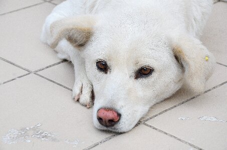 Portrait white doggy