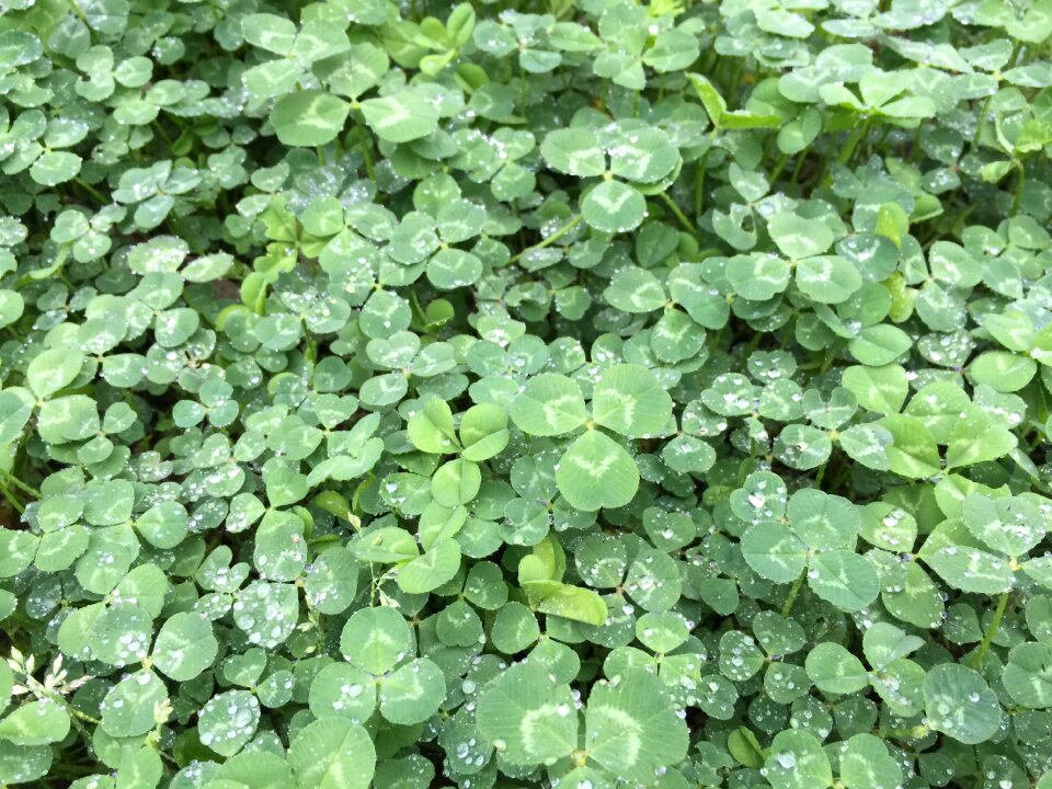 Clover white clover natural