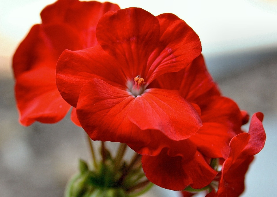 Red flower garden plant house plant photo